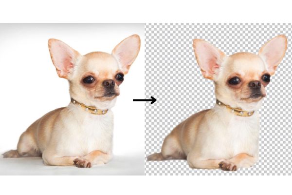 Take white background out of an animal photo
